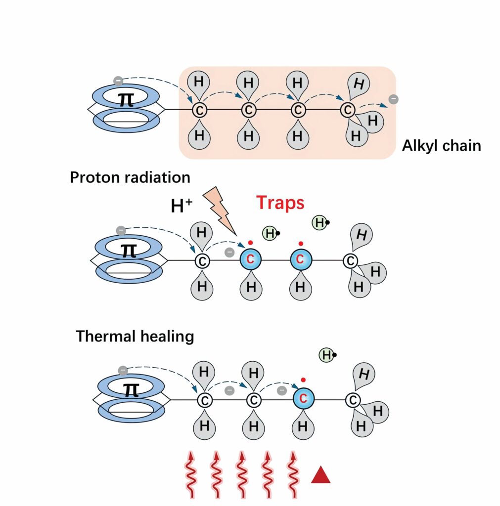 Radiation-tolerant organic solar cells for space